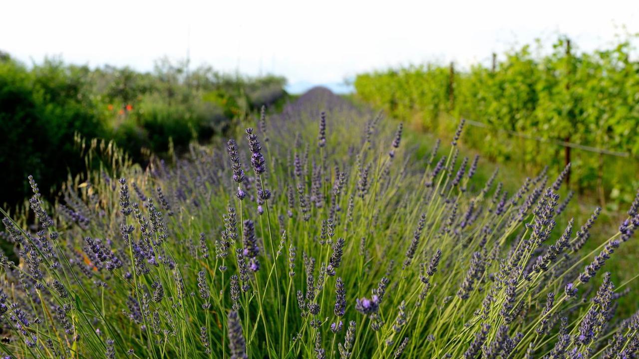 פונטי סול מינצ'יו Agriturismo2Laghi מראה חיצוני תמונה